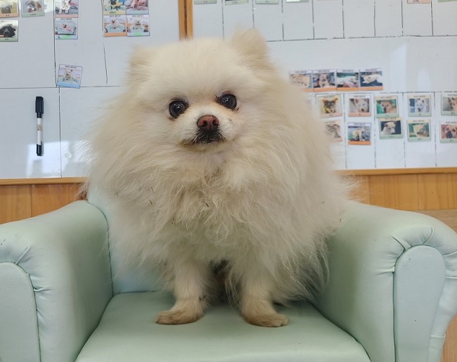 진해유기동물보호소_448532202300371